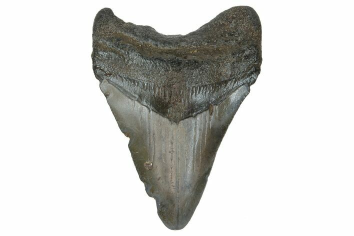 Juvenile Megalodon Tooth - South Carolina #183106